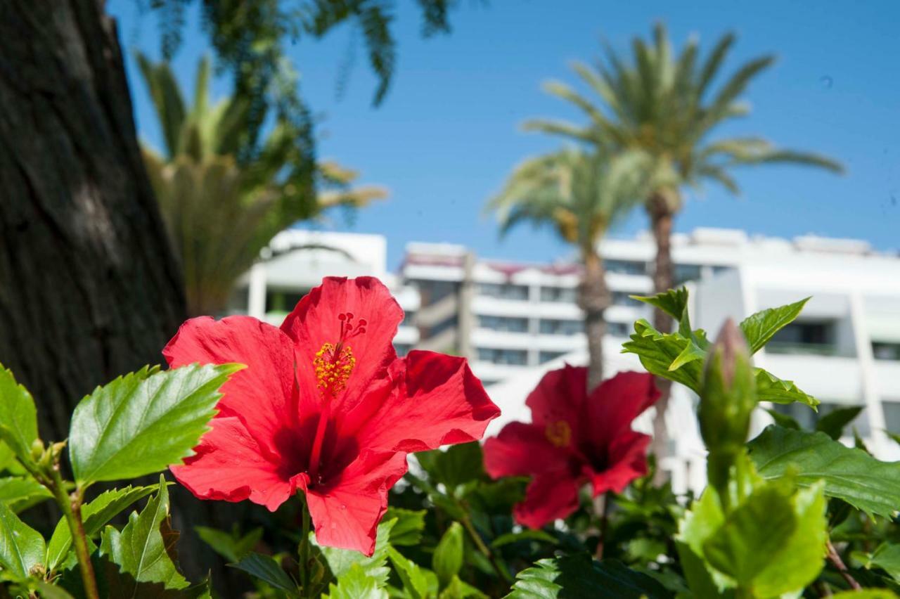 Optimist 1 Apartment Playa de las Americas  Exterior foto